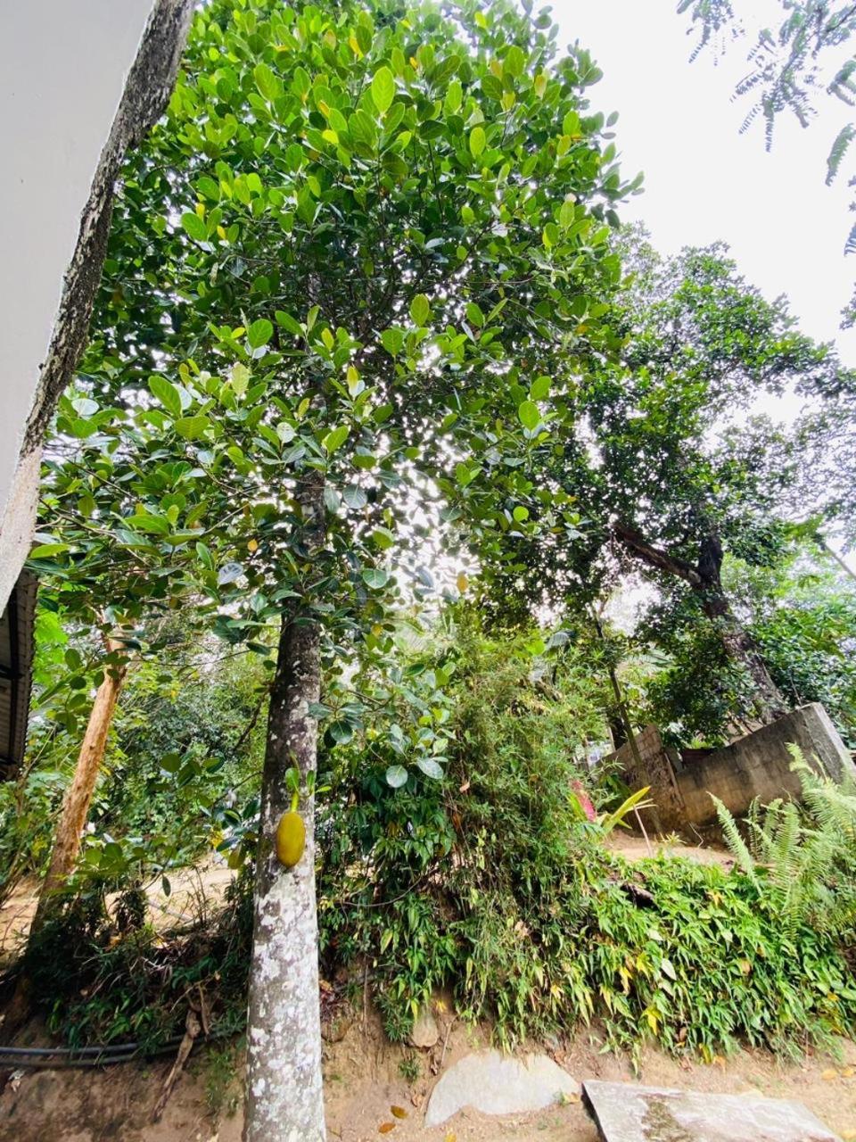 The Hobbit Cottage-إيلا المظهر الخارجي الصورة